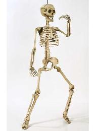 Skelett 120cm Kunststoff, Halloweendeko